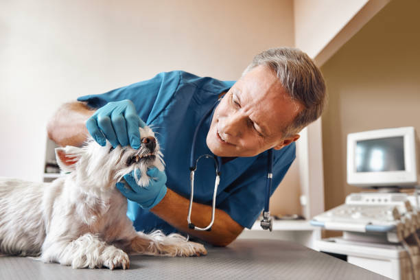 Best Same-Day Emergency Dental Services in Melbourne, AR